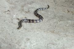 Southern Ground Snake photo 2
