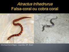Southern Ground Snake photo 4