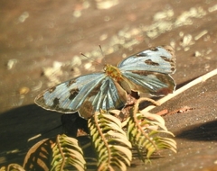 Dynamine postverta