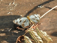Dynamine postverta