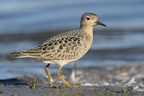 pared Menos Nota Aves Globalmente Amenazadas en Uruguay · iNaturalist