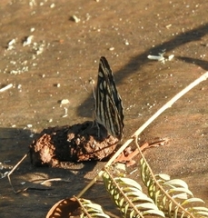Dynamine postverta