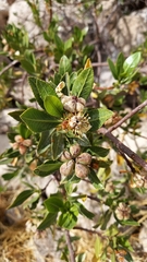 Kageneckia lanceolata