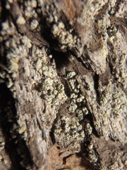 Chaenotheca ferruginea