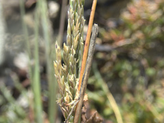 Puccinellia chathamica