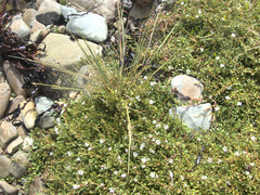 Puccinellia chathamica