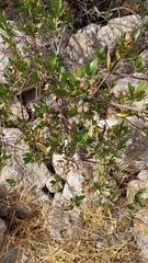 Kageneckia lanceolata