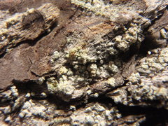 Chaenotheca ferruginea