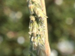 Puccinellia chathamica