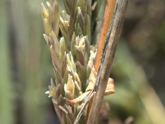 Puccinellia chathamica