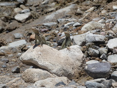 Microlophus theresioides