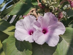 Ipomoea carnea fistulosa
