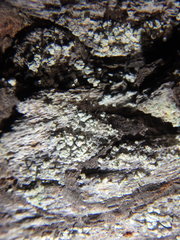 Chaenotheca ferruginea