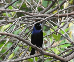 Molothrus bonariensis