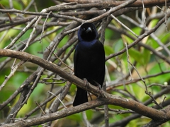 Molothrus bonariensis