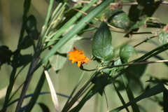 Lasianthaea macrocephala