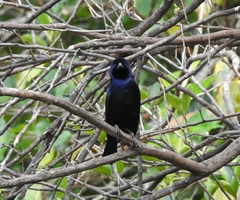 Molothrus bonariensis