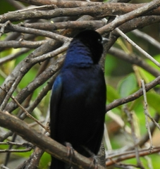 Molothrus bonariensis