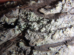 Chaenotheca ferruginea