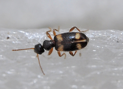 Hirticomus quadriguttatus