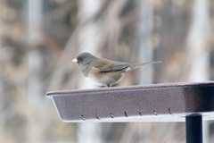 Junco hyemalis montanus