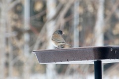 Junco hyemalis montanus