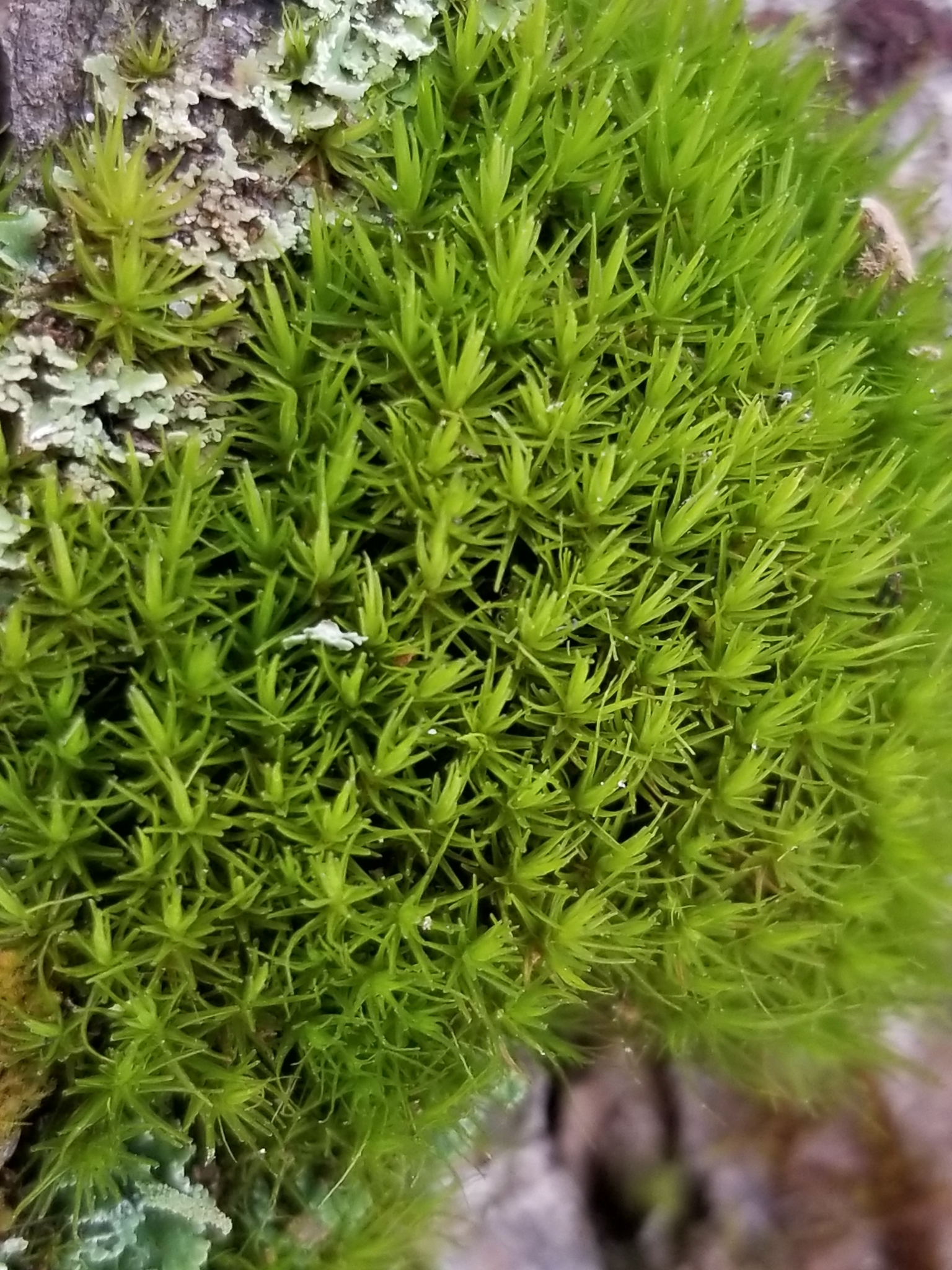 Dicranum viride