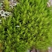 Dicranum Moss - Photo (c) Rob Routledge, some rights reserved (CC BY-NC), uploaded by Rob Routledge