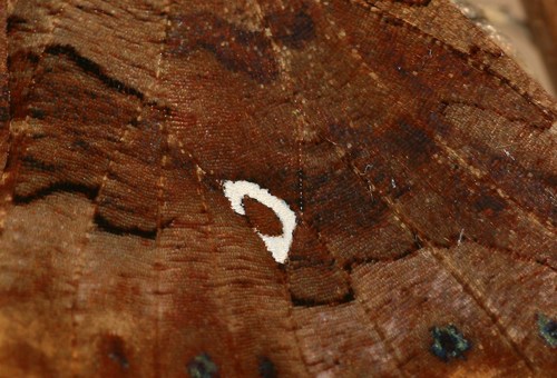 Karpytūnė nuotrauka