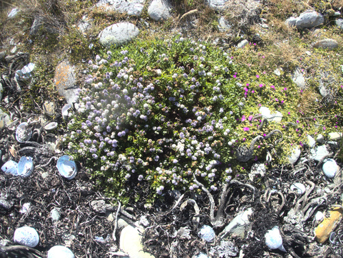 Veronica chathamica, photograph 4