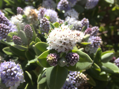 Veronica chathamica
