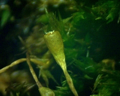 Ulota coarctata