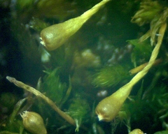 Ulota coarctata