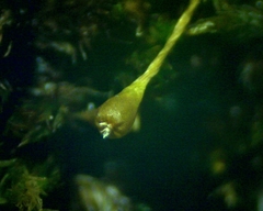 Ulota coarctata