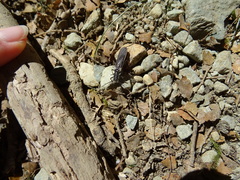 Austroperla cyrene