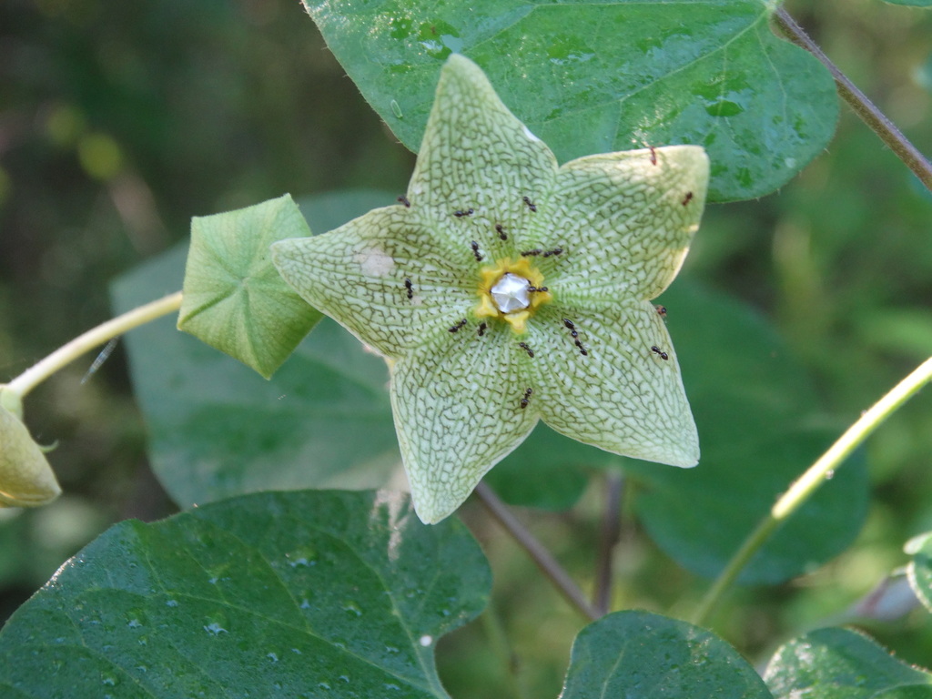 Dictyanthus altatensis