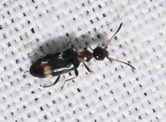 Microhoria lindbergi