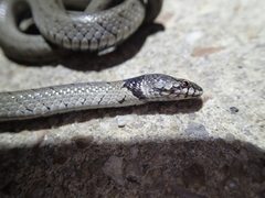 Macroprotodon brevis