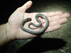 Macroprotodon brevis