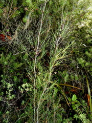 Dracophyllum subulatum