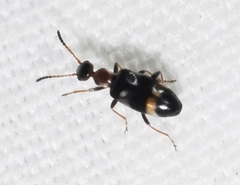 Microhoria lindbergi