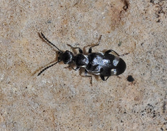 Microhoria
