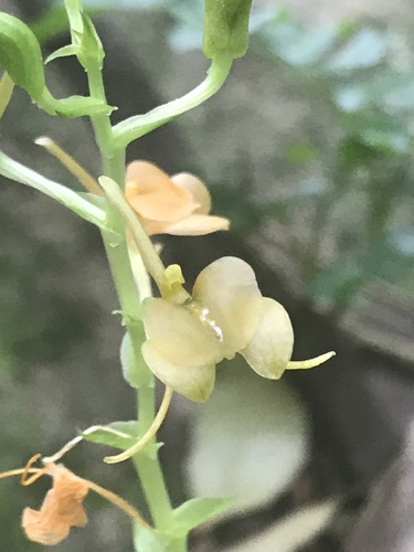 Litter Fly Orchid