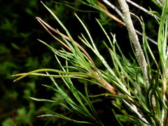 Dracophyllum subulatum
