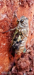Quesada gigas