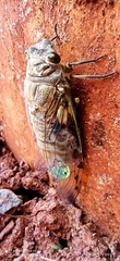 Quesada gigas