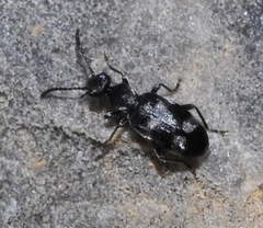 Microhoria