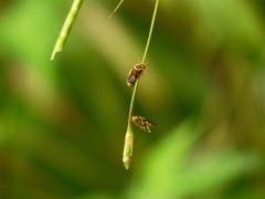 Hypanthidioides insularis