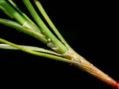 Dracophyllum subulatum