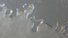 Panagrellus redivivus